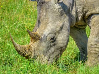 Zelfklevend Fotobehang rhino in zoo © Bongani