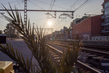 Green leaves of a palm tree on the background of railway tracks. Green plant near the railway station.