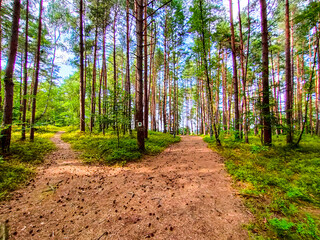 Obraz premium path in the forest