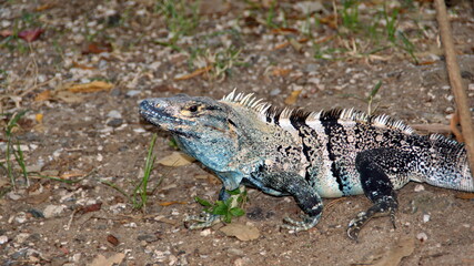 Iguana in Tamarindo, Costa Rica