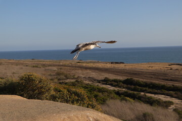 Naklejka premium seagull on the beach