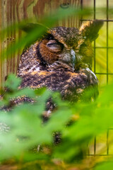 owl