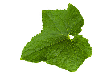 Cucumber leaf on white background