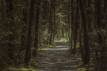 Obraz premium Summer forest