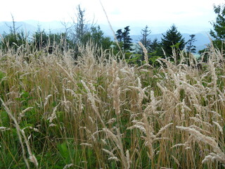 grass in the wind