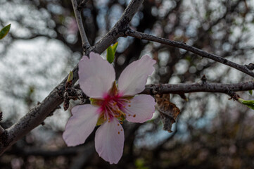 almond blossoms take on color in the sun