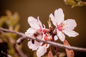 almond blossoms take on color in the sun
