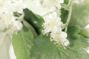 The white blossoms of the mountain ash close up. White flowers on a blurry green background for a spring-themed design.