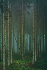 foggy pine tree forest