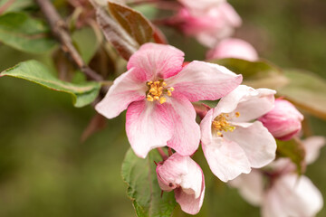 A branch of a blooming wild Apple tree. Image for the design of a calendar, book, or postcard.