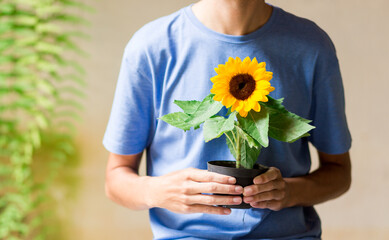 Man holding a pot with a small sunflower in the home garden. Taking care of a little flower in a pot.