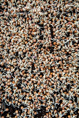 White Microgreen Sprouts Growing 