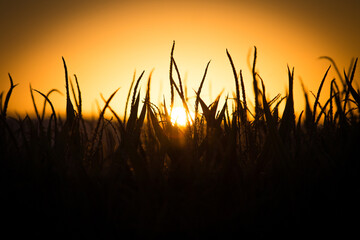 Field of Wheat Grass Silhouette with Golden Yellow Sunset in Background