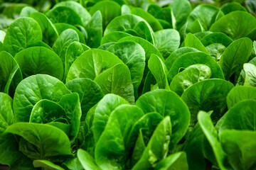 Closeup of Green Leafy Butterhead Lettuce Growing
