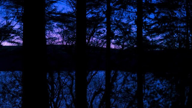 Twilight colours through evergreen tree branches time lapse