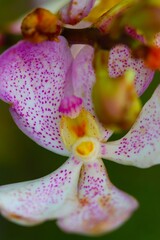 Obraz na płótnie Canvas portrait of a purple orchid closeup