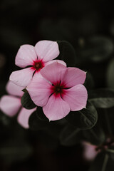 portrait of a pink flower