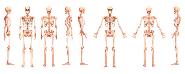 Skeleton Human front back side view with two arm poses ventral, lateral, and dorsal views. Set of realistic flat natural color concept Vector illustration of anatomy isolated on white background - obrazy, fototapety, plakaty