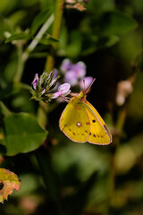 portrait of a butterfly on flower
