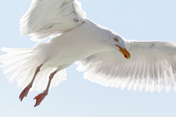 Beautiful seagull flying in the sky, Texel, Netherlands