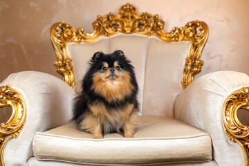 Pomeranian spitz dog of black sable color sitting on elegant golden armchair in vintage style © Neira