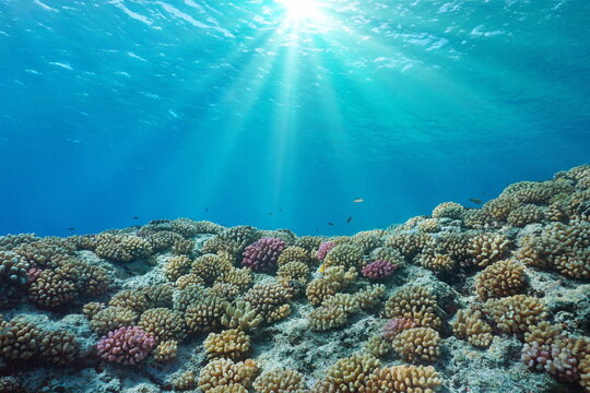 Coral reef and sunlight underwater in the ocean, south Pacific, French Polynesia