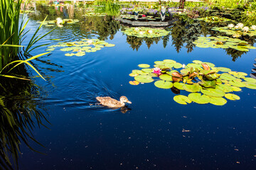 The Monet Pool in Denver Botanic Gardens, with swimming duck, water lilies and reflections in...
