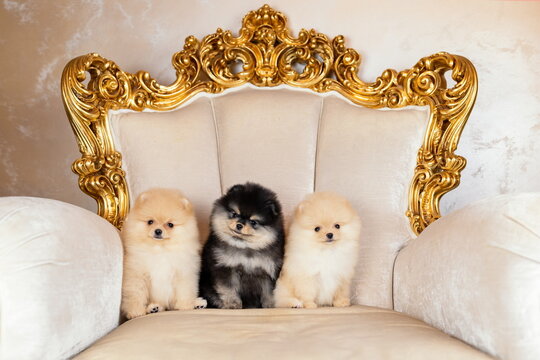 Three cute puppies of pomeranian spitz dog sitting on elegant armchair in vintage style