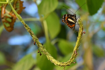 butterfly