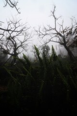 Obraz na płótnie Canvas mystical fog in the forest