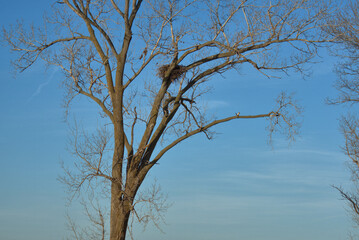 Bald Eagle Nest high in a dead Cotlon Wood Tree