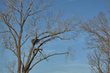 Fototapeta na wymiar Bald Eagle Nest high in a dead Cotlon Wood Tree