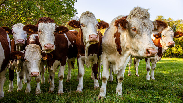 Gros plan d'un groupe de plusieurs vaches dans la prairie