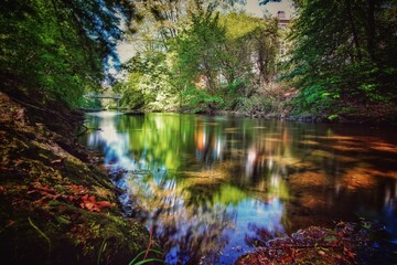 Obraz premium river in the forest