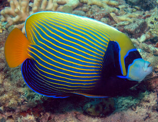 Naklejka na ściany i meble An Emperor Angelfish (Pomacanthus imperator) in the Red Sea, Egypt