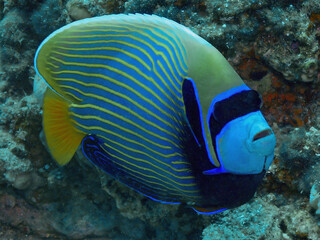 Naklejka na ściany i meble An Emperor Angelfish (Pomacanthus imperator) in the Red Sea, Egypt