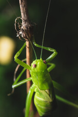 cricket