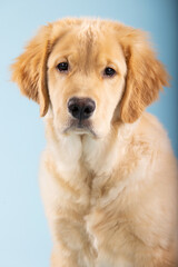 Portrait of 4 month old golden retriever male puppy dog with seamless blue background
