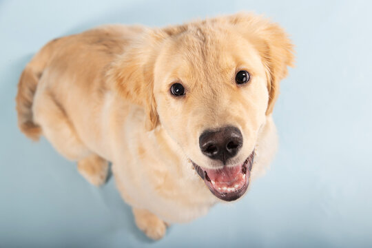 Portrait of 4 month old golden retriever male puppy dog with seamless blue background. Puppy is missing some of his baby teeth.