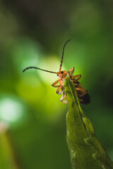 pretty bug