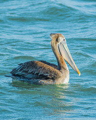 pelican on the beach