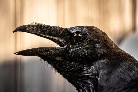 Rabe / Raven
