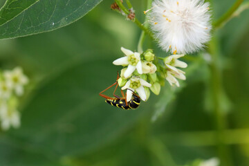 Longhorn beetle - Coleoptera - Cerambycidae. Beetles on a flower.