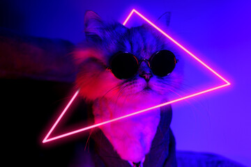 Portrait of funny party cat in clothes and sunglasses with neon light