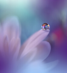 Beautiful Macro Photo.Colorful Flowers.Border Art Design.Magic Light.Close up Photography.Conceptual Abstract Image.White and Blue Background.Fantasy Floral Art.Creative Wallpaper.Beautiful Nature.Dew