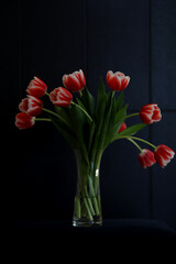 Bouquet of beautiful bicolor tuips flowers in vase isolated on dark background. 