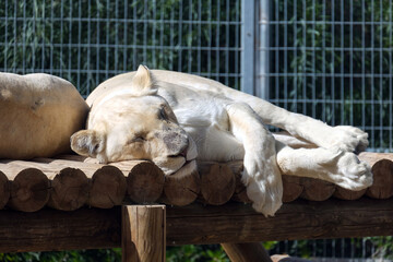 White African lioness (lat. Panthera leo)