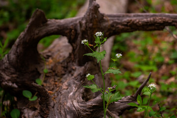 roots in the forest