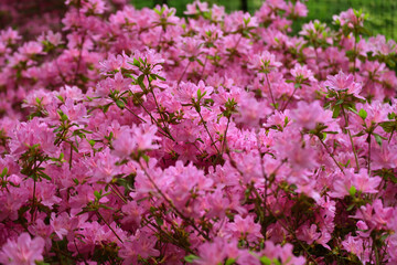 Obraz premium field of pink flowers