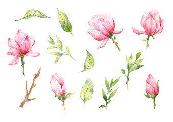 MAGNOLIA flowe watercolor illustration, Set of magnolia illustrations 